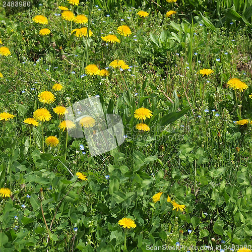 Image of Grass meadow