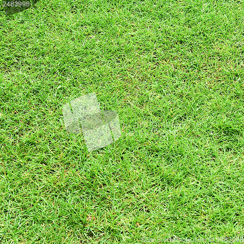 Image of Grass meadow