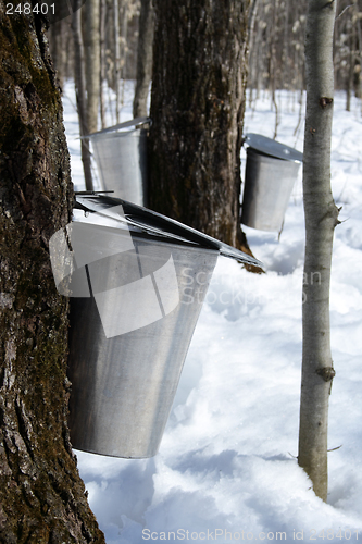 Image of Collecting maple sap to produce syrup