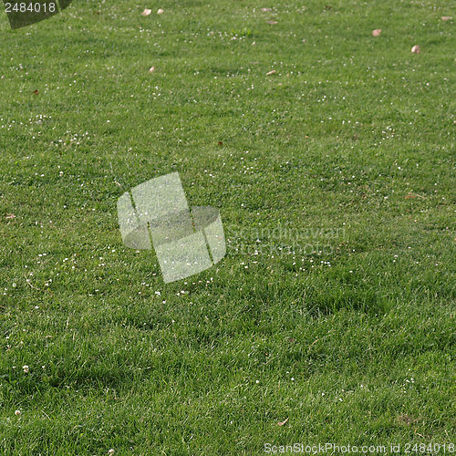 Image of Meadow picture