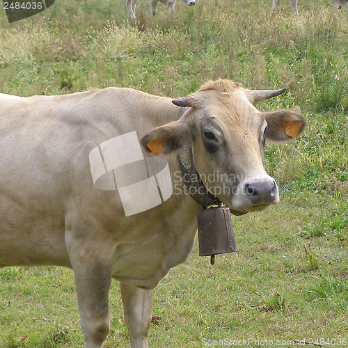 Image of Cow picture