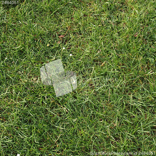 Image of Meadow picture
