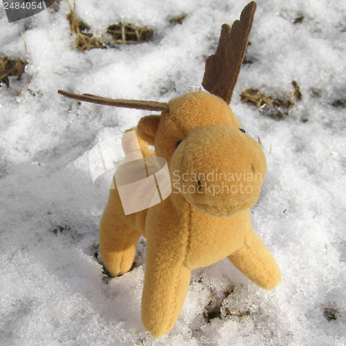 Image of Deer picture