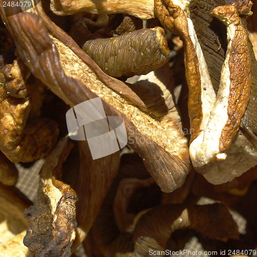 Image of Mushrooms