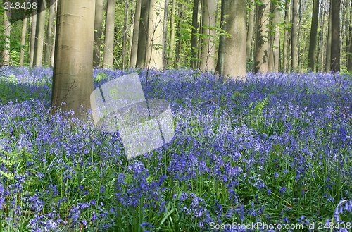 Image of bluebell forest