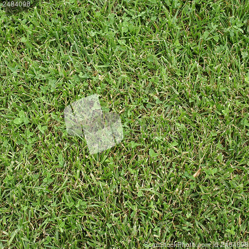 Image of Meadow
