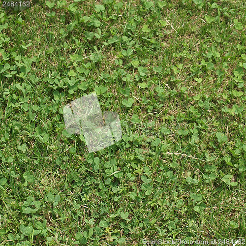 Image of Meadow grass