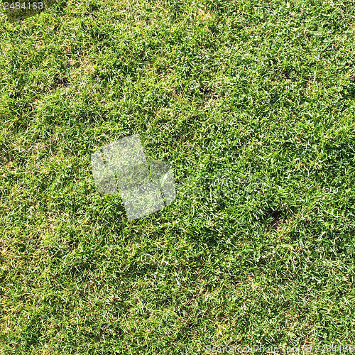 Image of Meadow picture