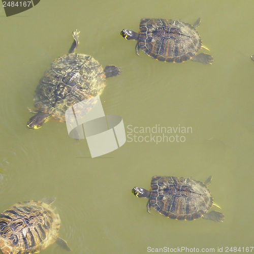 Image of Turtle picture