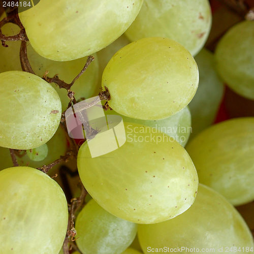 Image of Grape picture
