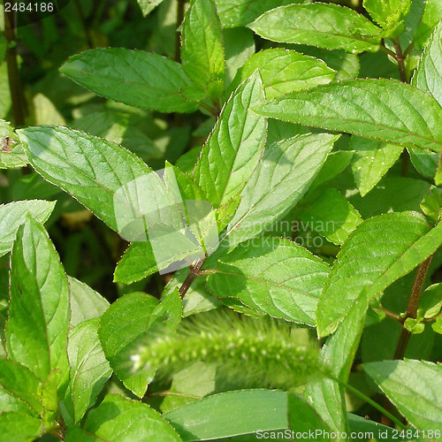 Image of Peppermint picture