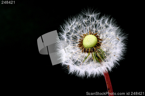 Image of Dandelion