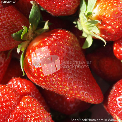 Image of Strawberry