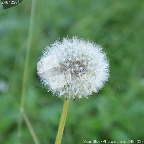 Image of Dandelion flower