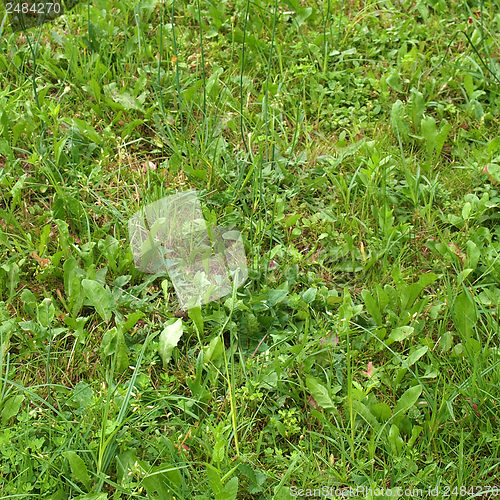 Image of Grass meadow