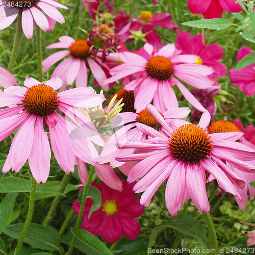 Image of Daisy flower