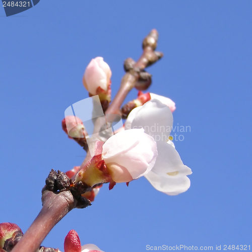 Image of Fruit tree flowers