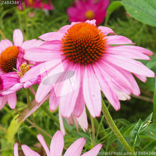 Image of Daisy flower