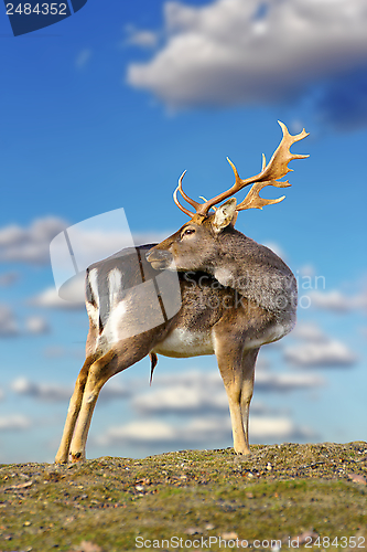Image of beautiful fallow deer buck