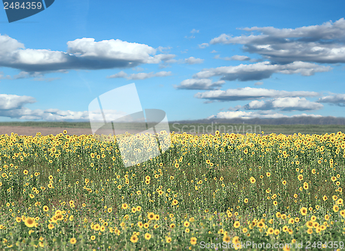 Image of beautiful sunflower field