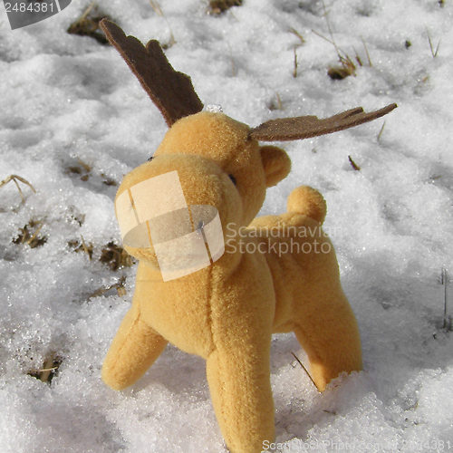 Image of Deer picture