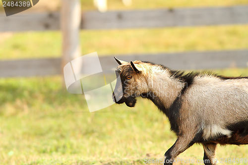 Image of beige and black goat