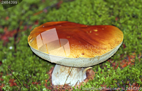 Image of big boletus edulis mushroom