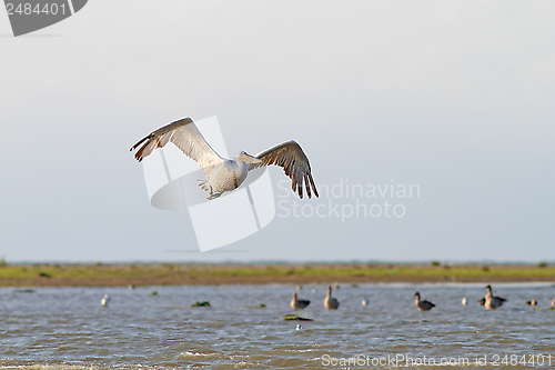 Image of big pelecanus onocrotalus flying over water