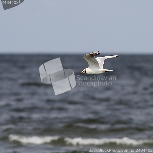 Image of black headed gull flying over sea