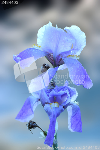 Image of blue iris inflorescence over sky