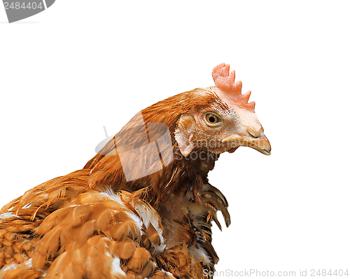 Image of brown hen isolated