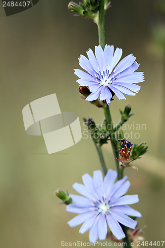 Image of cichorium  intybus flowers