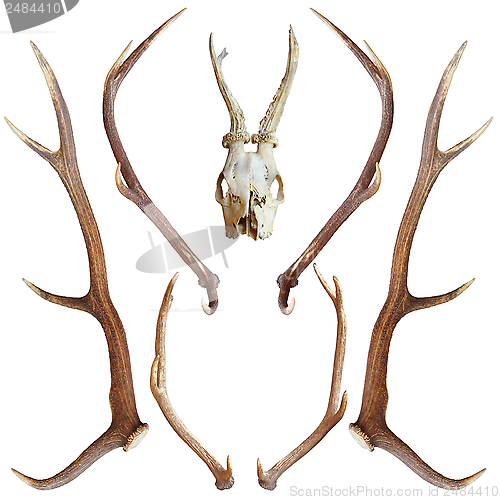 Image of collection of hunting trophies