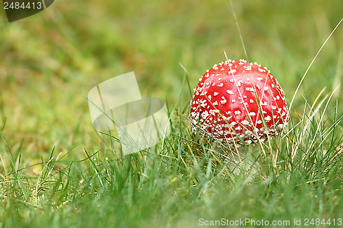 Image of colorful amanita muscaria