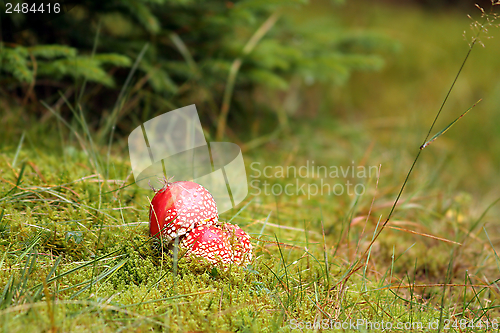 Image of colorful amanita muscaria