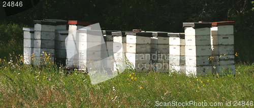 Image of wooden bee hives