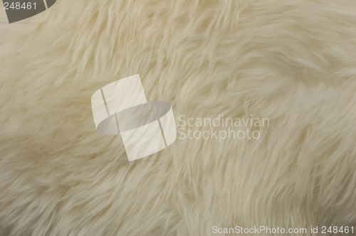 Image of Sheep
