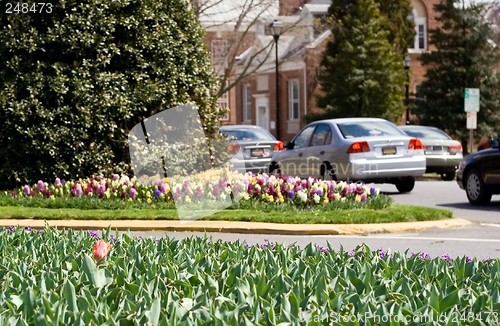 Image of Spring Flowers