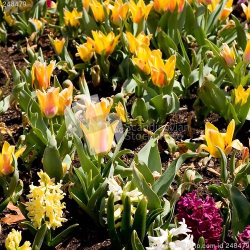 Image of Spring Flowers