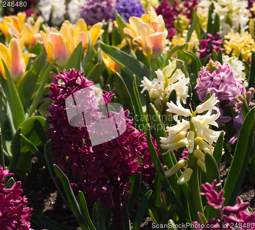 Image of Spring Flowers