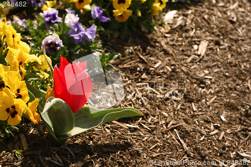 Image of Spring Flowers