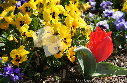 Image of Spring Flowers