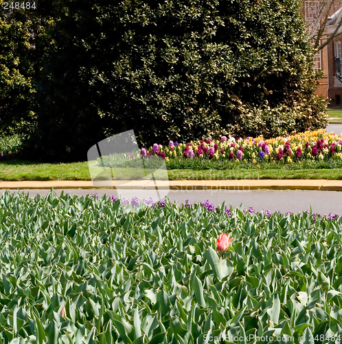 Image of Spring Flowers