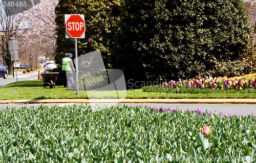 Image of Spring Flowers