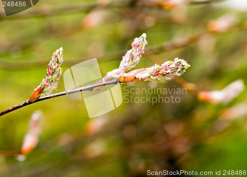 Image of Spring Buds
