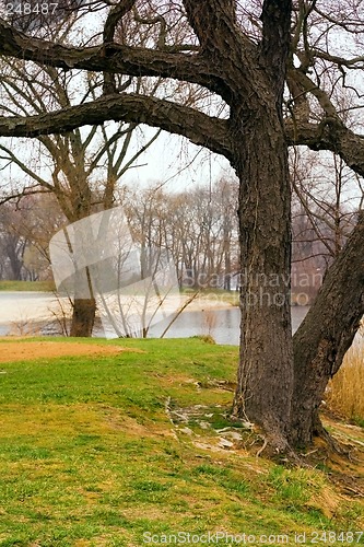 Image of Trees at Silver Lake