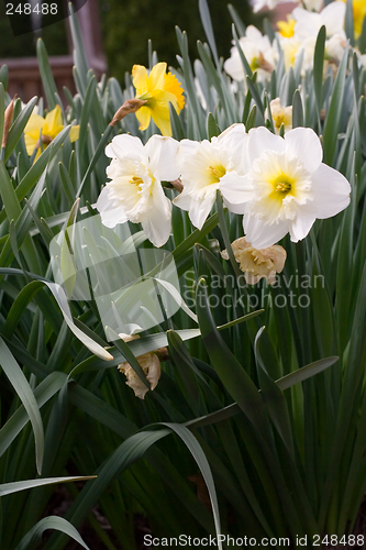 Image of Daffodils