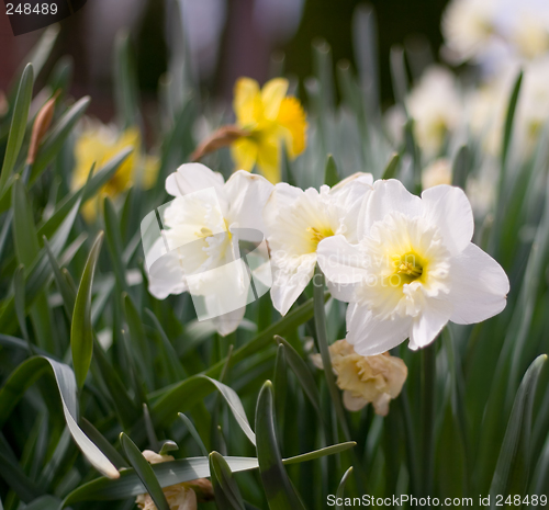 Image of Daffodils