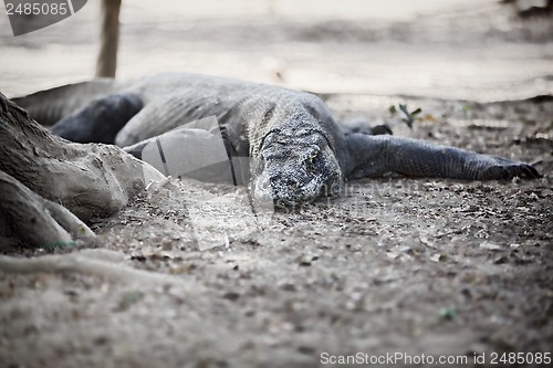 Image of Komodo Dragon