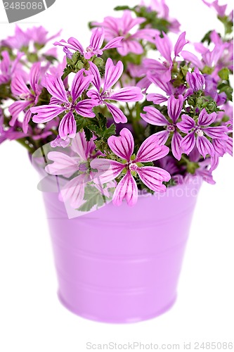 Image of wild violet flowers in bucket